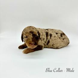 Buckeye - Merle male Bernedoodle puppy in Thornville, Ohio from Four Front Doodles & Friends