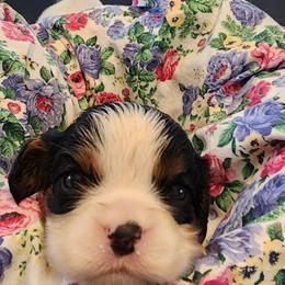 Rosy pink - Tri-color female Cavalier King Charles Spaniel puppy in Albany, Oregon from Hit Parade Cavaliers