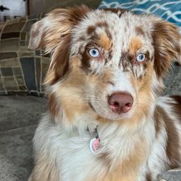 Ember - Australian Shepherd