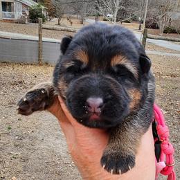 Girl 1 - Black and red female German Shepherd puppy in Roanoke, Alabama from Von Schönen Träumen German Shepherds