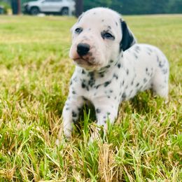 Purdy - White and black female Dalmatian puppy in Mt. Vernon, Texas from Double B