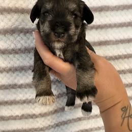 Gabbys Salt and Pepper Girl 3- uneven white on toes - Salt and pepper female Miniature Schnauzer puppy in Floyd, Virginia from Little River Puppies