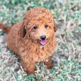 Hermione - Red  female Poodle puppy in Bells, Texas from Partridge Doodles and Poodles
