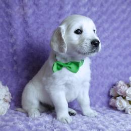 3rd Pick Male - Light golden male Golden Retriever puppy in Pasadena, Maryland from Promise Land