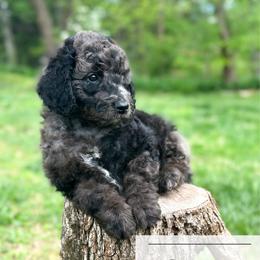 Canada Dry - Blue merle male Aussiedoodle puppy in Corydon, Indiana from Ridgeline Doodles