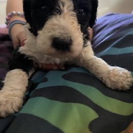 Boy 2 - Poodle puppy in Choctaw, Oklahoma from Crystal's Poodle Friends
