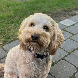 Penny - Goldendoodle