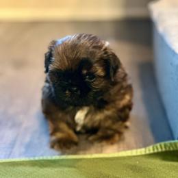 Chewy - Sable male Shih Tzu puppy in Kettering, Ohio from LaDawn’s Little Lions