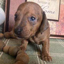 Toby - Red male Dachshund puppy in Sharon Springs, New York from Show Us The Way Homestead