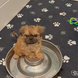 Ruby - Sable female Shih Tzu puppy in Sherman, Texas from Shannon’s Sugar Sweet Shih Tzu’s