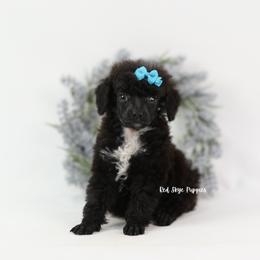 Pepper (AKC Black Abstract Poodle Female) - Black female Poodle puppy in Republic, Missouri from Red Skye Puppies