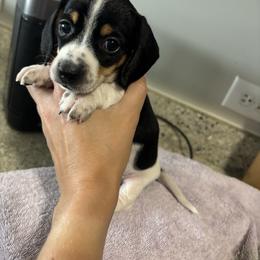 AKC Black Tan Piebald - Black and tan female Dachshund puppy in Ladson, South Carolina from Funk's Four-Legged Friends