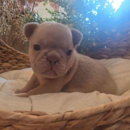 Shep - Blue male French Bulldog puppy in Salina, Kansas from Peace Love frenchies