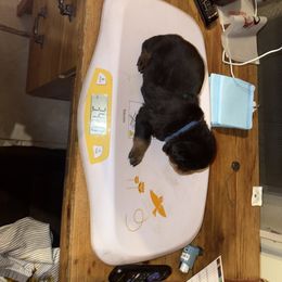 Rottweiler Puppies from Von Locher Rotties