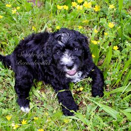 Bernedoodle Puppies from Southridge Bernedoodles