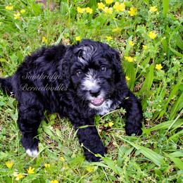 Bernedoodle Puppies from Southridge Bernedoodles