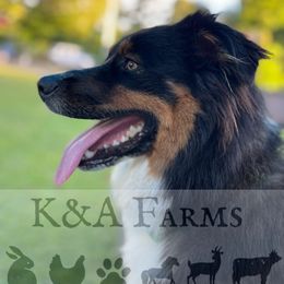 Australian Shepherd All Grown Up from K&A Farms
