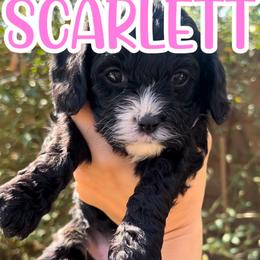 Scarlett - Black and white female Cavapoo puppy in Gilbert, Arizona from Desert Willow Cavapoos
