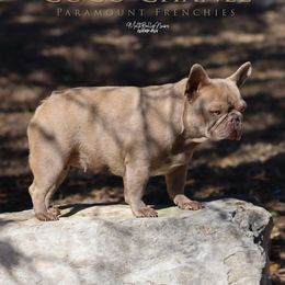 Chanel - French Bulldog
