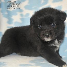 Miracle - Black & white female Miniature Australian Shepherd puppy in Patterson, North Carolina from DreamLine Aussies