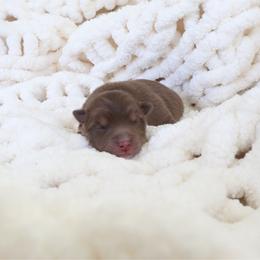 Sake - Chocolate male Pomsky puppy in Orange County, California from Pomsky Playpen