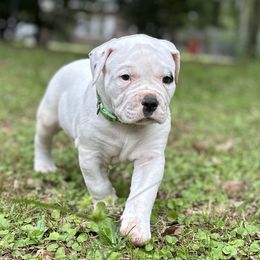 Boy 2 - White and black male American Bulldog puppy in Pace, Florida from Genesis American Bulldogs