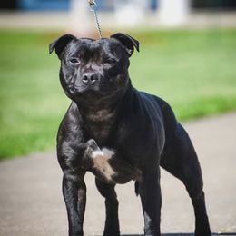 Emmy - Staffordshire Bull Terrier