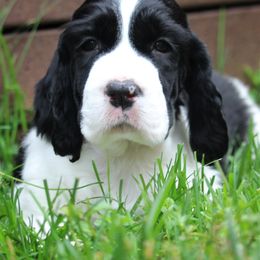 English Springer Spaniel Puppies from Ivy Hill English Springer Spaniels