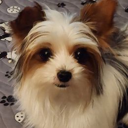 Yorkshire Terriers from Letterman Yorkies