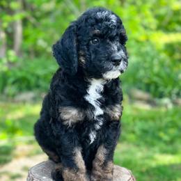 Pugsley Addams - male Australian Mountain Doodle puppy in Corydon, Indiana from Ridgeline Doodles