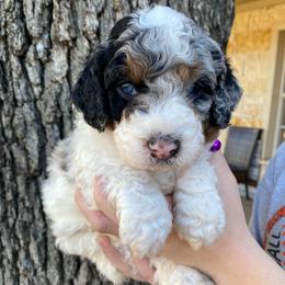 Purple collar - Merle female Bernedoodle puppy in Millsap, Texas from Gaston’s Posh Poodles and Doodles