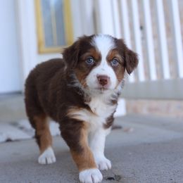 Aspen - Red tri-color Australian Shepherd puppy in Clinton, Utah from Neon Moon Aussies