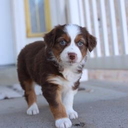 Aspen - Red tri-color Australian Shepherd puppy in Clinton, Utah from Neon Moon Aussies