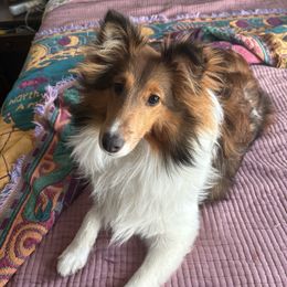 Shetland Sheepdog Puppies from Starr's Shelties