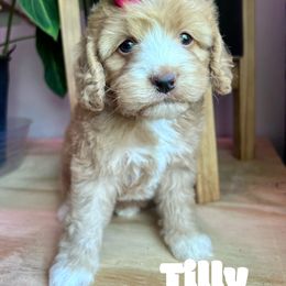 Tilly with Training - Red and white female Cockapoo puppy in Boonville, North Carolina from Doods & Dolls
