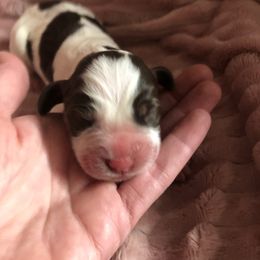 Boy 5 - Liver white and tan English Springer Spaniel puppy in Oklahoma from Country Love Springers