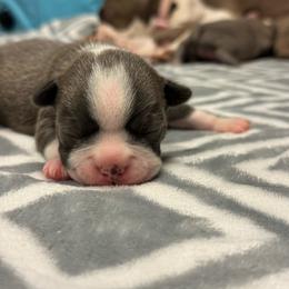 Girl 3 - Blue female Boston Terrier puppy in Red Rock, Arizona from Cortes Boston Terriers