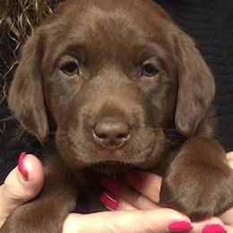 Chesapeake Bay Retrievers and Labrador Retrievers from Wingshot Retrievers