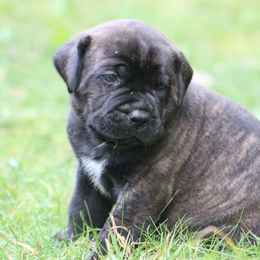 Boerboel Puppies from Northland Boerboels