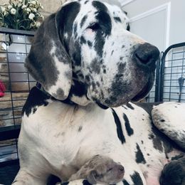 Finley - Great Dane