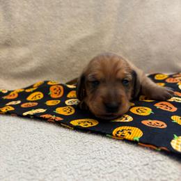 Pebbles - Red female Dachshund puppy in San Rafael, California from Alexandra's Mini Doxies