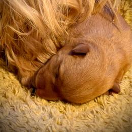 Trent - Wheaten male Scottish Terrier puppy in Moyie Springs, Idaho from Avonlea Terriers
