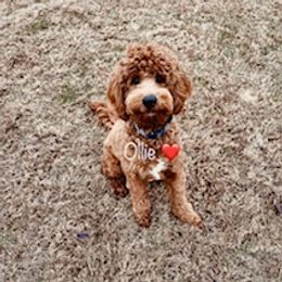 Ollie - Goldendoodle