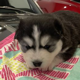 Pomsky Puppies from Magic Valley Pomskies
