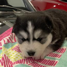 Pomsky Puppies from Magic Valley Pomskies