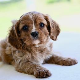 Titan - Ruby male Cavalier King Charles Spaniel puppy in Lawton, Oklahoma from Lindsey’s Cavies