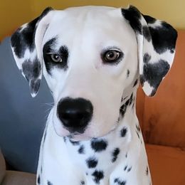 Tano - Dalmatian