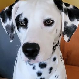 Tano - Dalmatian