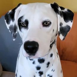 Tano - Dalmatian