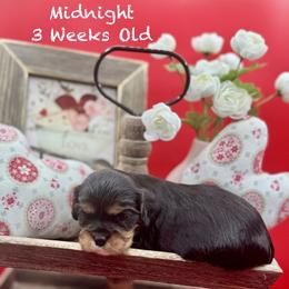 Midnight - Black and tan male Cavalier King Charles Spaniel puppy in Bainbridge, New York from M & M Cavaliers
